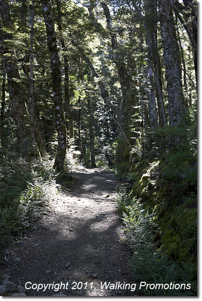 Kepler Trek, Hiking to Luxmore Hut, New Zealand
