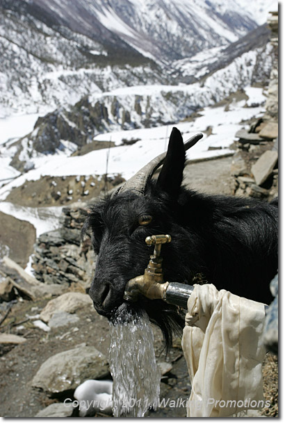 Annapurna Circuit Trek, On to Yak Kharka, Nepal