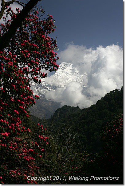 Annpurna Circuit Trek, Rhododendrons, Nepal