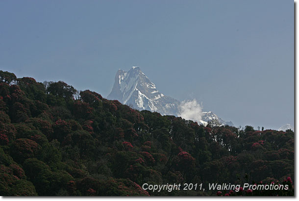 Annpurna Circuit Trek, Rhododendrons, Nepal