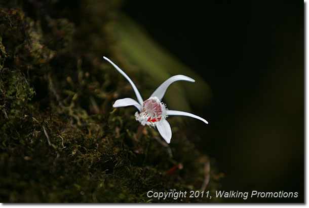 Annpurna Circuit Trek, Flowers, Nepal