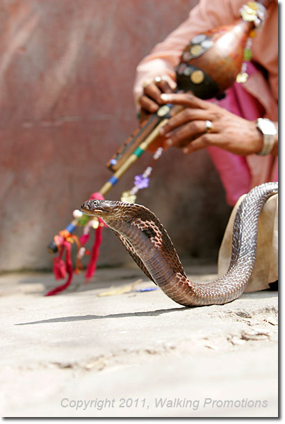 Annpurna Circuit Trek, Kathmandu Snake Charmer, Nepal