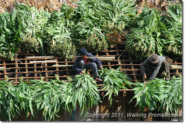 Kachin Tribal Village Trek, Ziya Dum Village, Burma