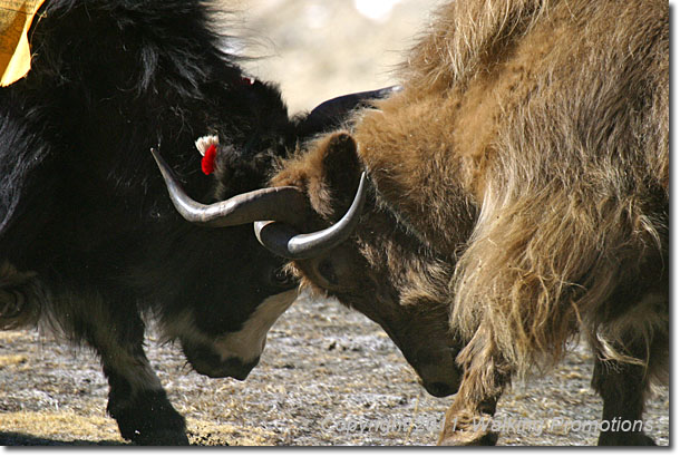 Everest Base Camp Trek, Dingboche to Lobuche, Yaks Fighting, Nepal