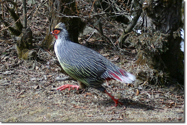 Everest Base Camp Trek, Nepal Pheasant, Nepal