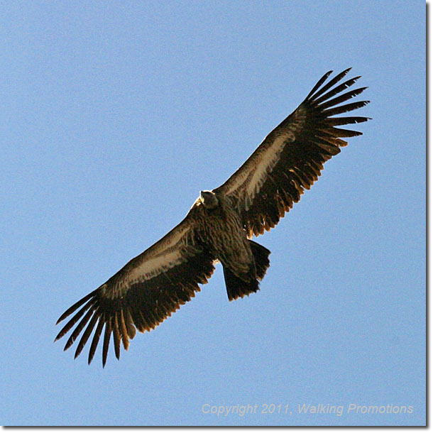 Everest Base Camp Trek, Nepal Vulture, Nepal