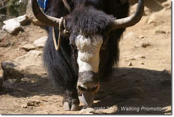 Everest Base Camp Trek, Yak, Nepal