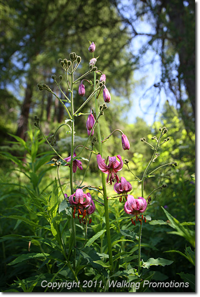 Haute Route, Cabine De Prafleuri – Arolla, Wildflowers