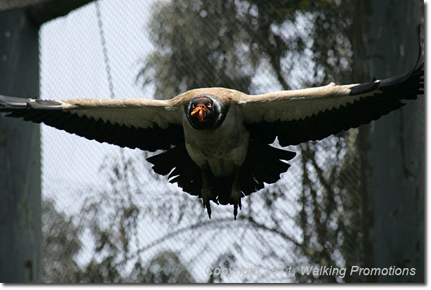 Inca Trail, Lima Zoo, Peru