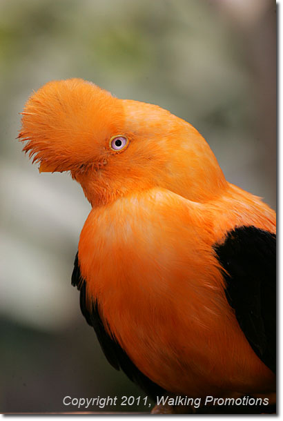 Inca Trail, Lima Zoo, Peru