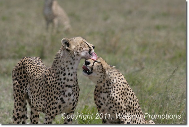 Mt. Kilimanjaro, Cheetas, Serengeti, Tanzani