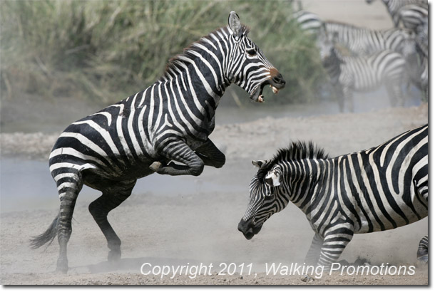 Mt. Kilimanjaro, Alpha Male, Zebras in the Serengeti, Tanzania